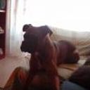 Brutus