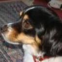Cuca