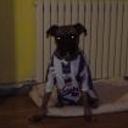 Brutus