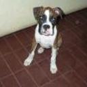 Toby