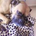 Brutus