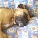 Brutus