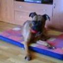 Brutus