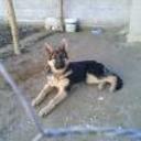 Rex