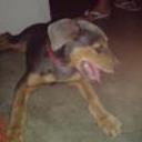 Sacha