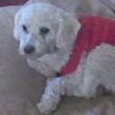 Pupi