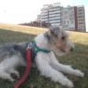 Pipi