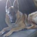 Rex