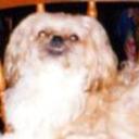 Tofy