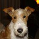 Baxter