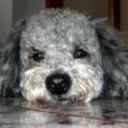 Cubi
