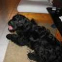 Ruca