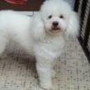 Toby