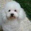 Toby