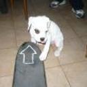 Choper jr.