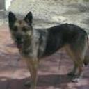 Sindy