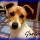 Gaston