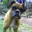 Hercules