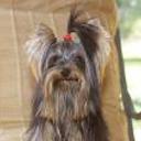 Pepito