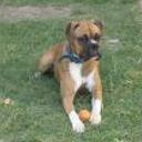 Homero