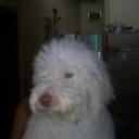 Coqui