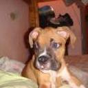 Homero