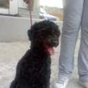 Blaky