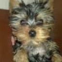 Brey