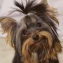 Pepito