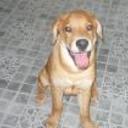 Cesar