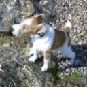 Baxter