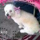 Bebe (mi kito)