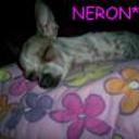 Neron