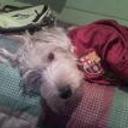 Lola