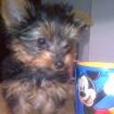 Fosco
