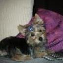 Duque