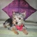 Duque