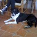 Roco