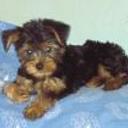 Facu