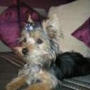 Duque