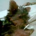 Tincho