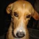 Susy