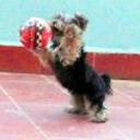 Trasto