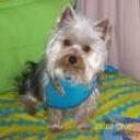 Milu