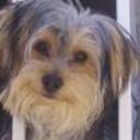 Dogui
