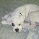 Choper jr.