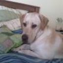 Bocha
