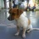 Chapo
