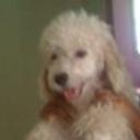 Cody