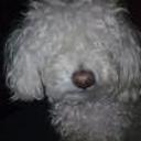 Cheky